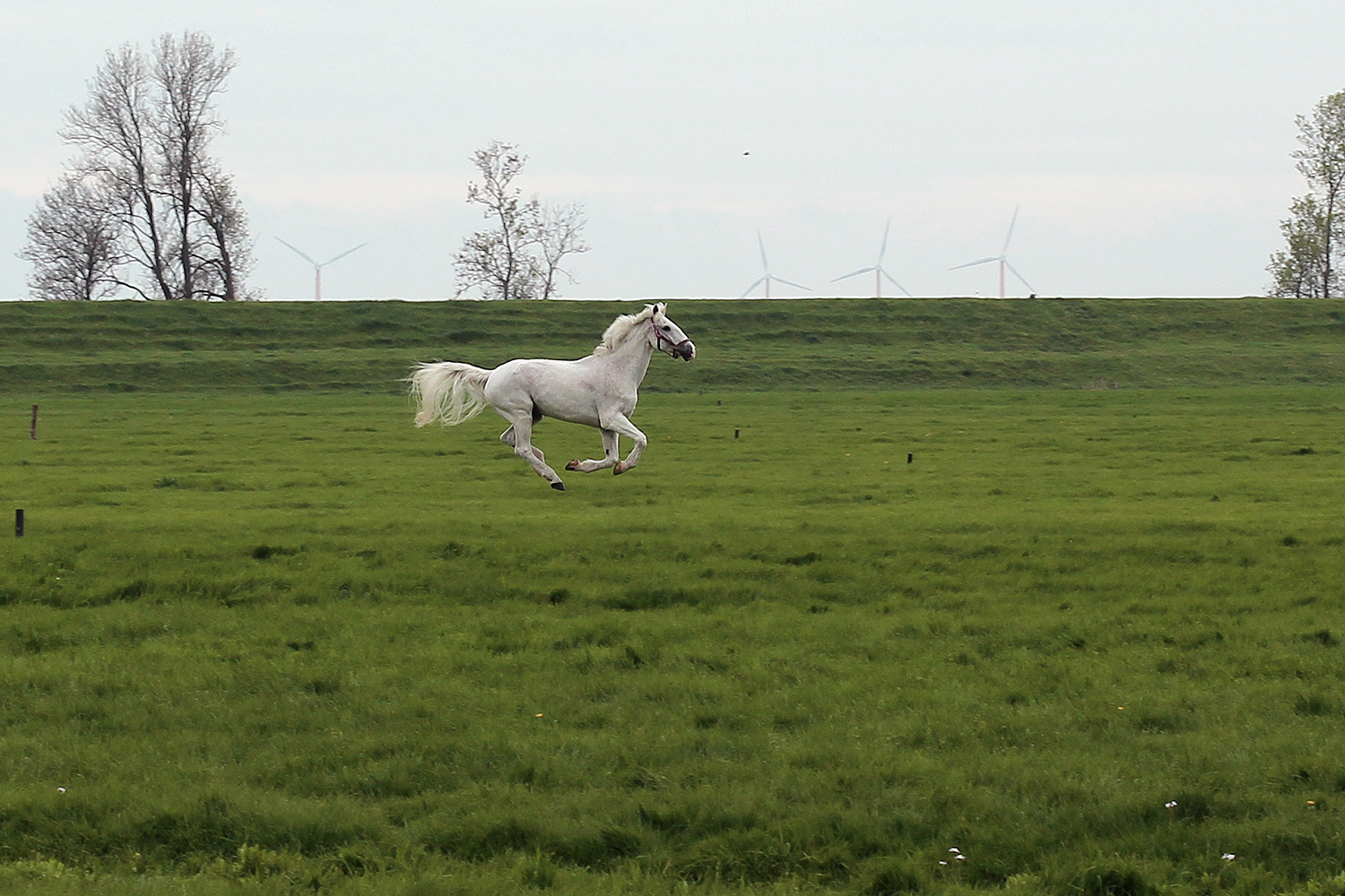 Amerigo in het weiland — Het Pratende Paard (2014)
