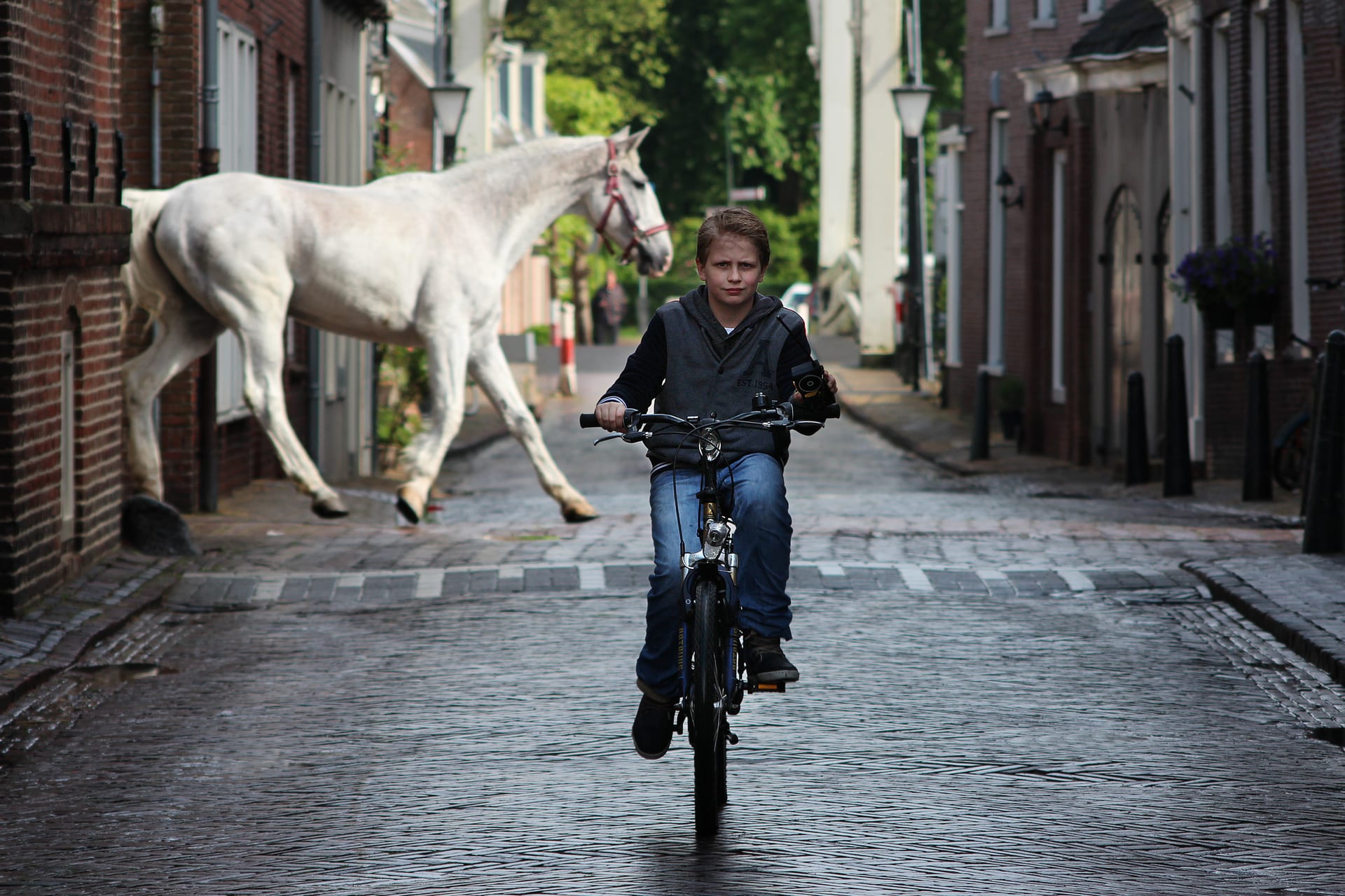 Filmstill 3 — Het Pratende Paard (2014)