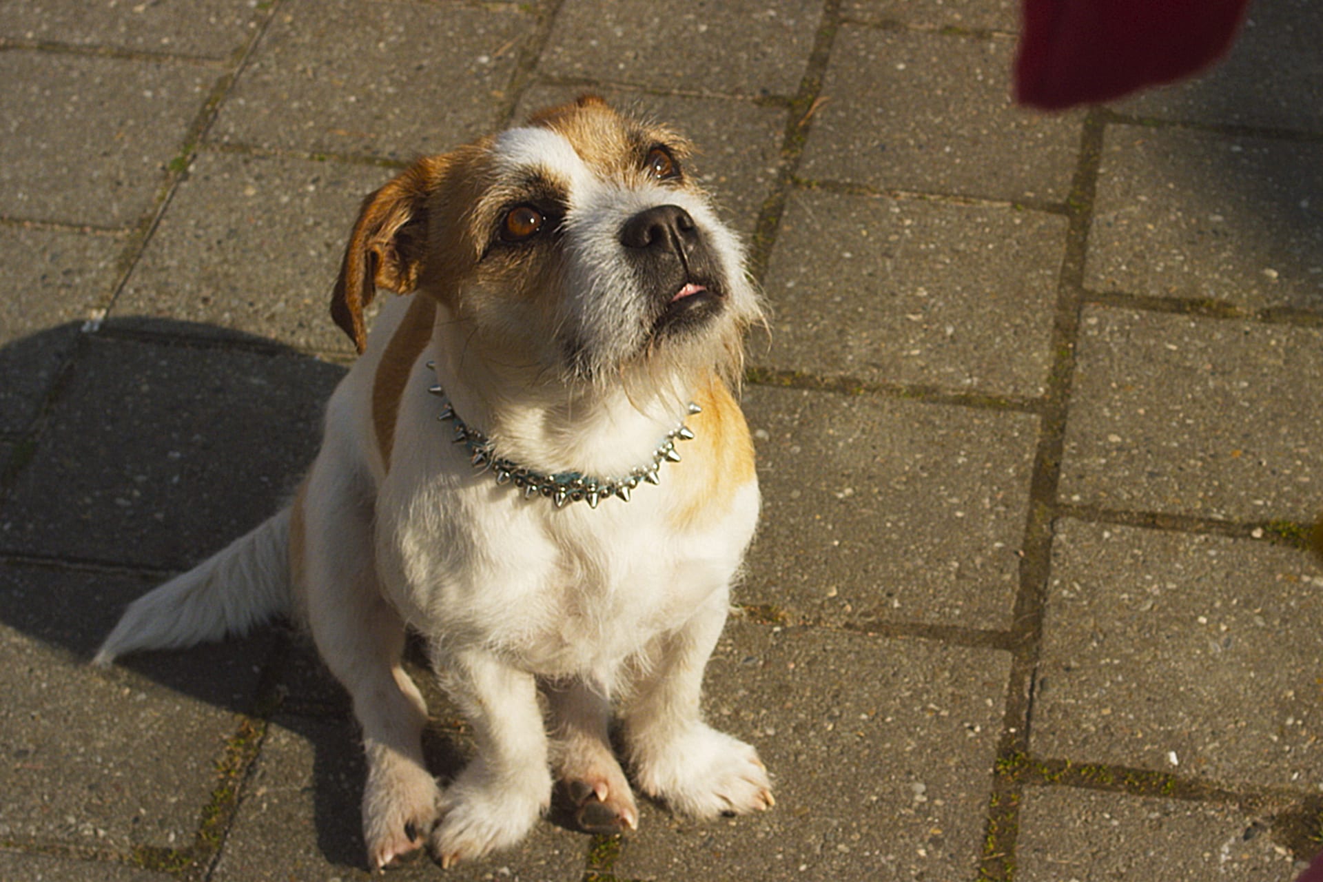 Het hondje aan boord — Geblaf op de Pakjesboot (2016)